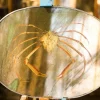 Pamono Yellow Crab Mirror from Unique Mirrors> Decorative Objects